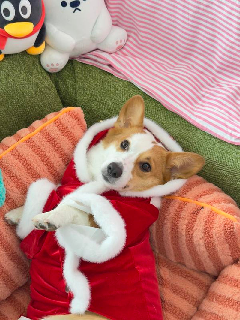 ON Clearance!!!Premium Pet Costume, Reindeer Design Pet Clothes,Soft Comfortable Pet Costume for Small Medium Large Dogs & Cats