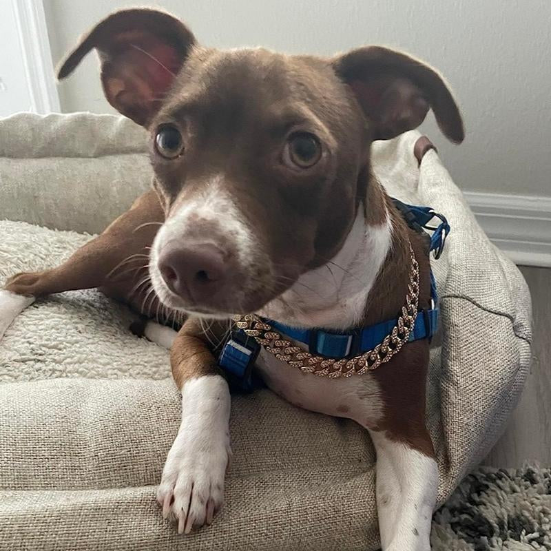 Dog Chain Collar Silver Dog Necklace Diamond Cuban Link Dog Collar 13Mm Wide Metal Pet Cat Dog Chain Crystal Collar Jewelry Accessories for Large Medium Small Dogs Cats(Silver,16 Inch)