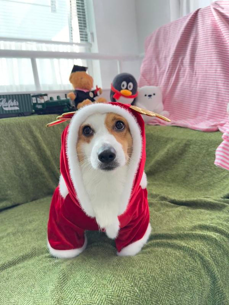 ON Clearance!!!Premium Pet Costume, Reindeer Design Pet Clothes,Soft Comfortable Pet Costume for Small Medium Large Dogs & Cats